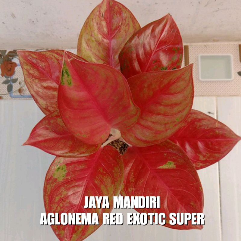 AGLONEMA RED EXOTIC SUPER