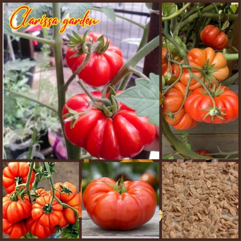 BIJI/BENIH TANAMAN TOMAT MAWAR F1