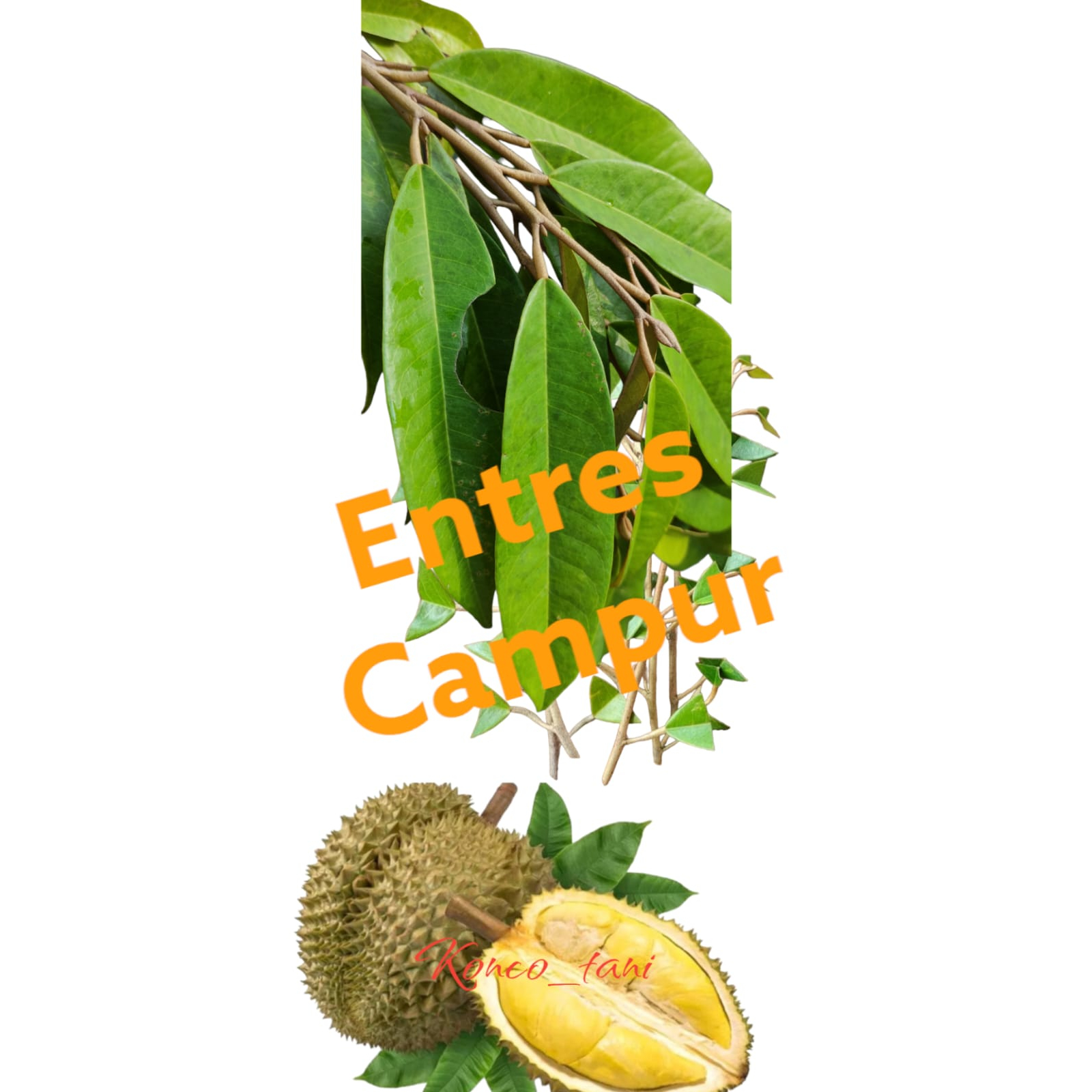 (PROMO) ENTRES DURIAN SUPER CAMPUR DURI HITAM DURIAN MERAH MUSANGKING ENTRES PUCUKAN (10PCS)