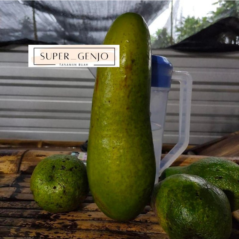 Bibit Alpukat Kelud / Subang Batang Besar Siap Berbuah