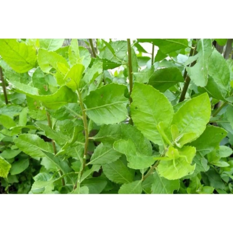 

PROMO-Daun beluntas segar obat herbal di ambil dadakan