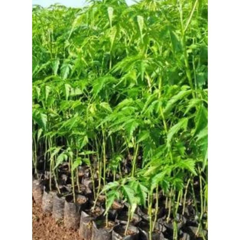 BIBIT TANAMAN HERBAL DAUN MIMBA/BENIH DAUN MIMBA KAYA MANFAAT