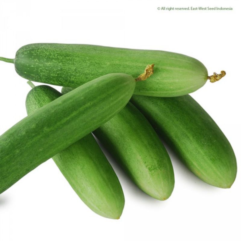 Benih Unggul Timun Hibrida F1 tahan virus dan cuaca kualitas super