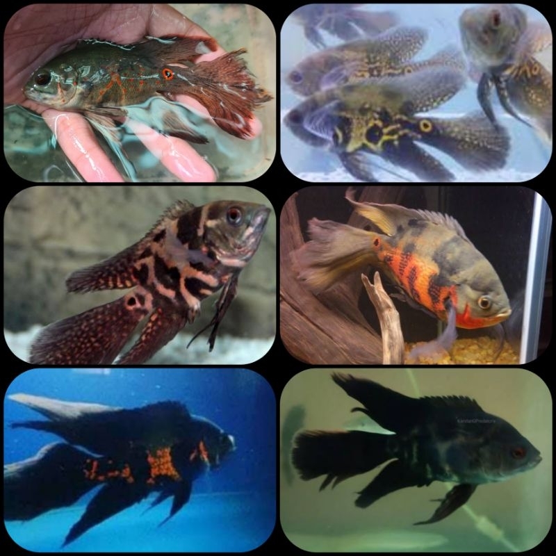 ikan oscar slayer untuk aquarium dan aquascape