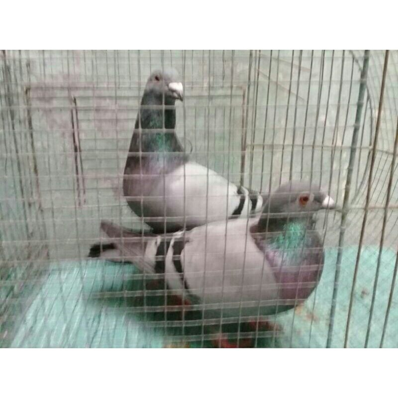 FGFG56846 TELUR FERTIL MERPATI POS RACING BELGIA UNTUK DI TETASKAN (Pembelian minimal 2 butir)