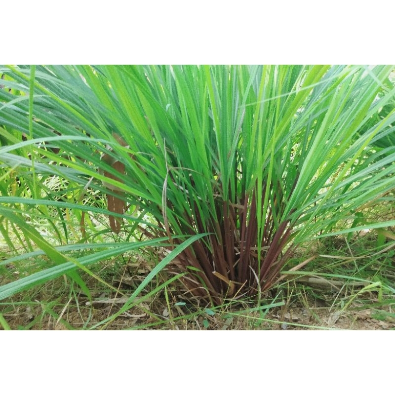 bibit sere merah/ sere wangi