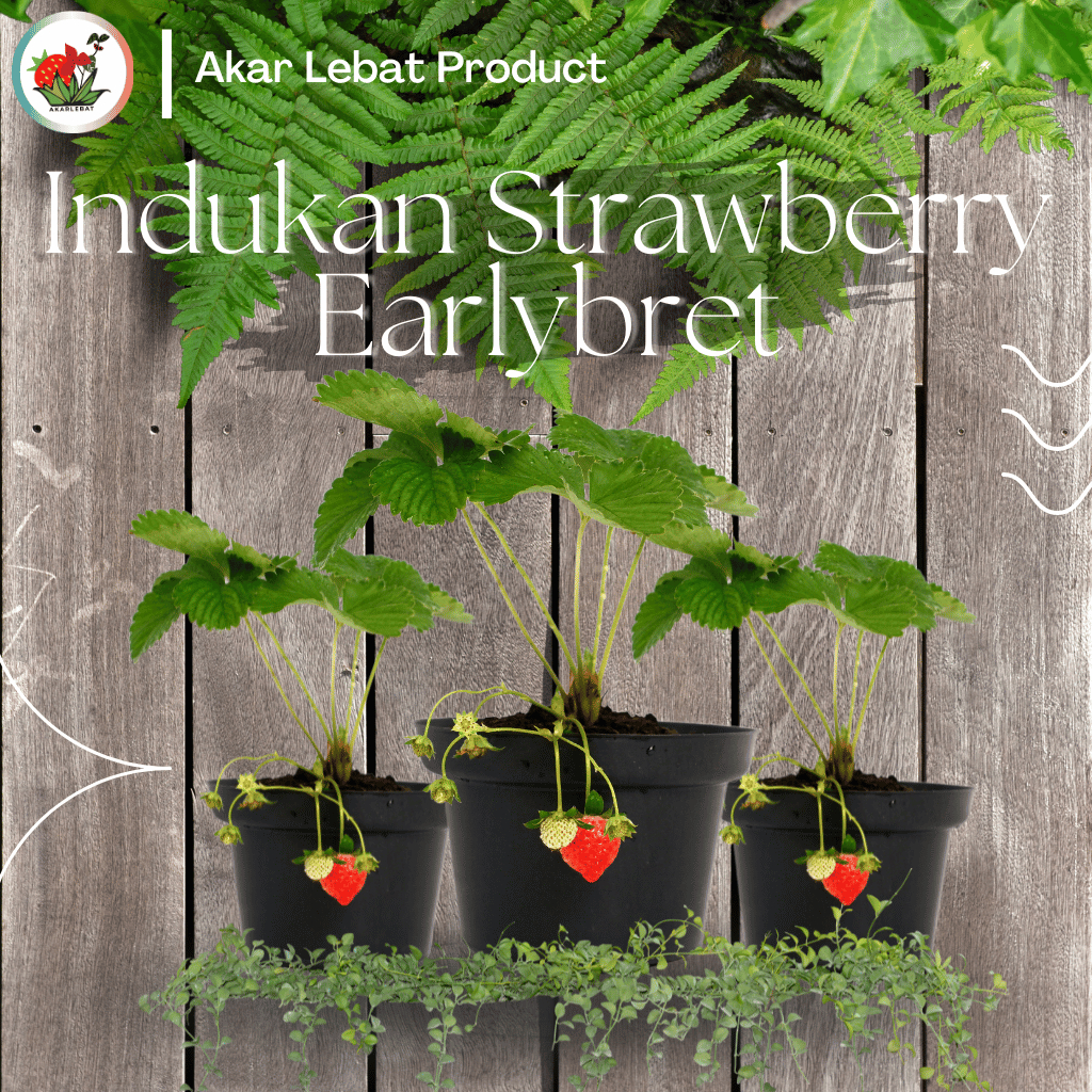 Indukan Strawberry Stroberi Earlybret Sudah Berbuah