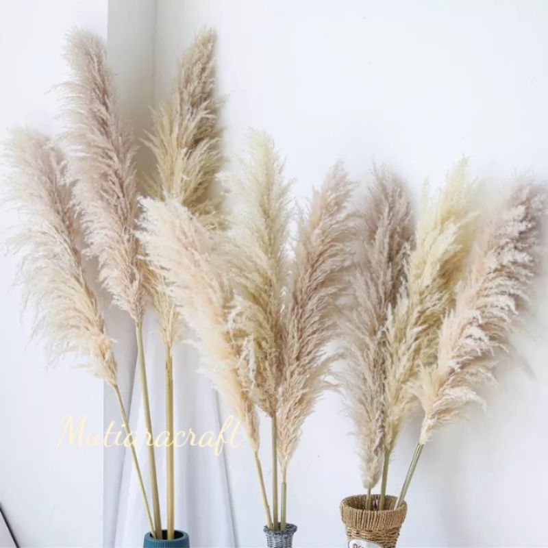 PAMPAS BULU LOCAL rayung palem kering palm decoration rustic PAMPAS/RAYUNG DEKORASI RUSTIC,  MURAH G