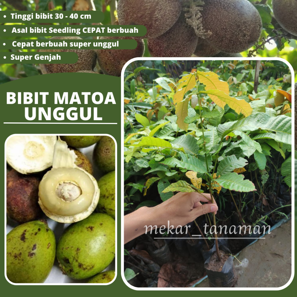 BIBIT MATOA SUPER UNGGUL
