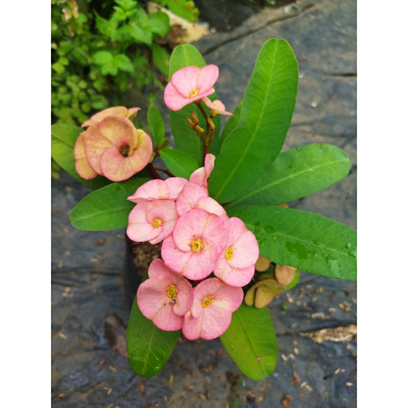 Tanaman Bunga Hias Euphorbia