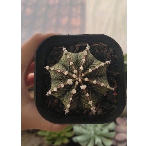 kaktus lb hybrid