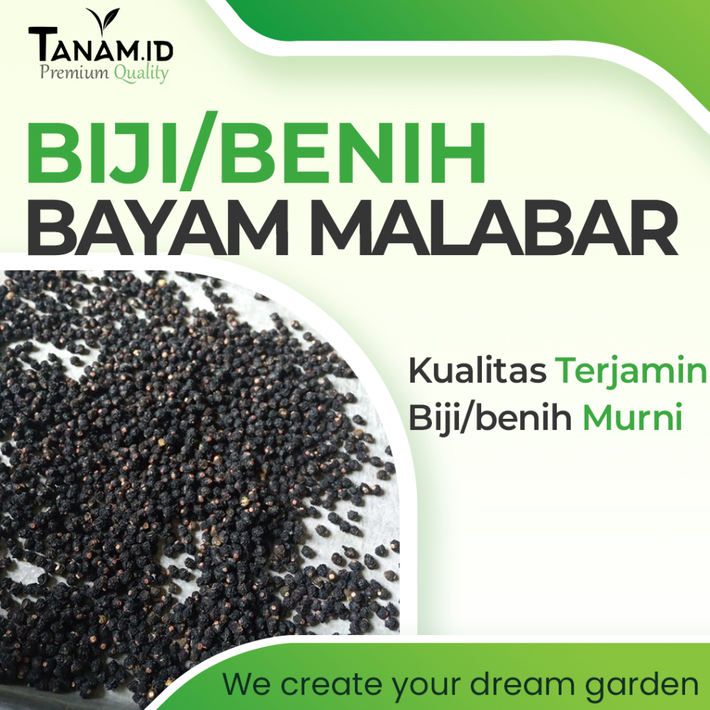 Biji Benih Bibit Bayam Malabar Tanaman Herbal Obat Stroke