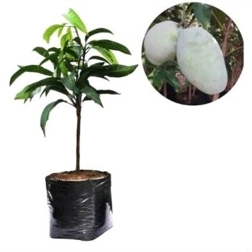 Bibit mangga lalijiwo asli