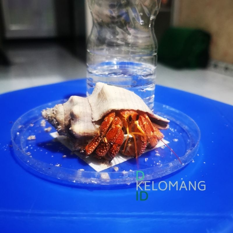 KELOMANG DARK PERLATUS