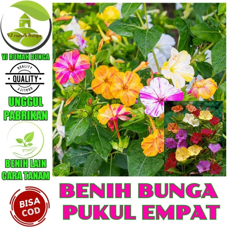 Benih bibit bunga pukul empat