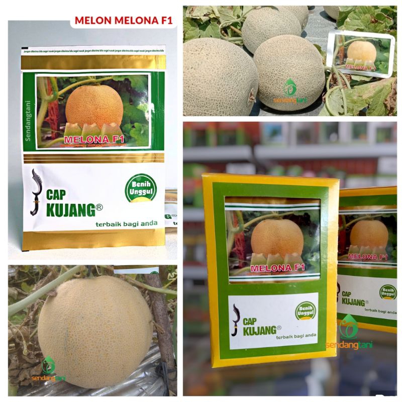 Melon MELONA F1 Benih Bibit Melon Tahan Viirus Keriting Puret Cap Kujang
