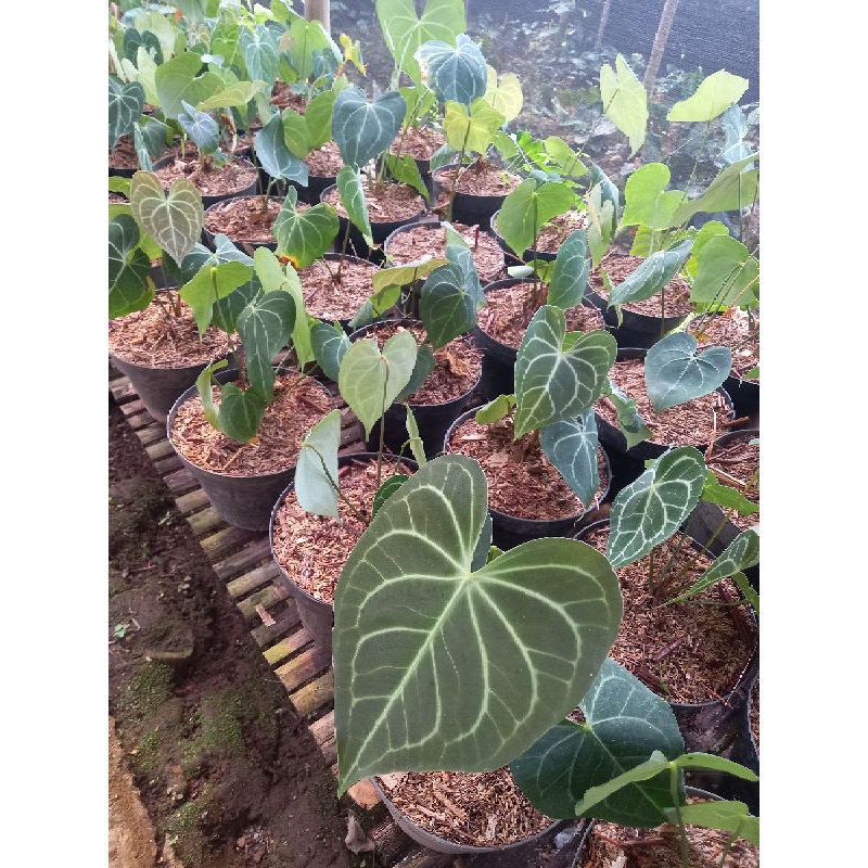 Anthurium Clarinervium