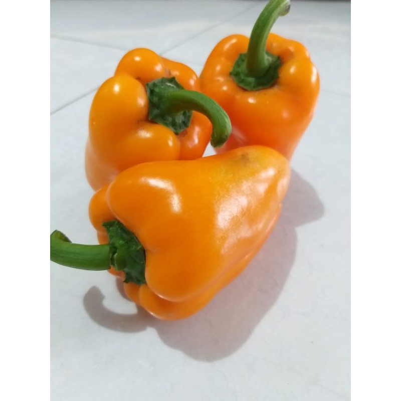 

paprika kuning
