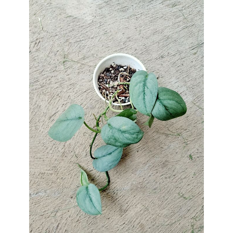 scindapsus silver hero platinum