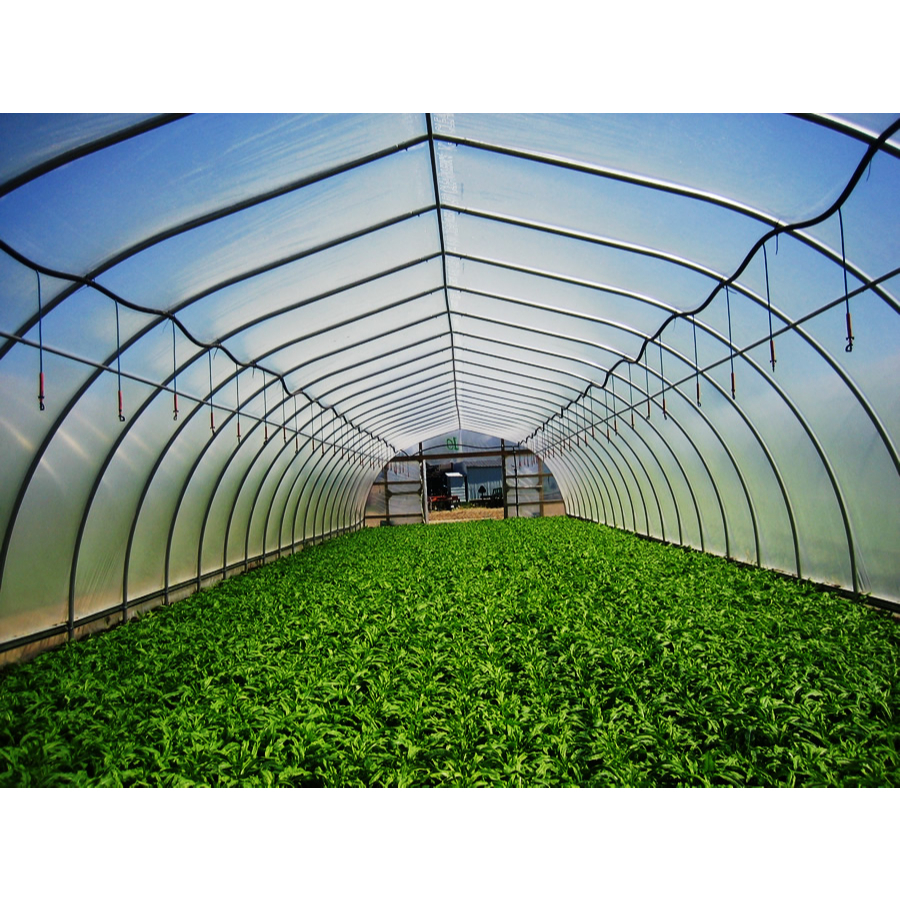 Plastik UV Greenhouse 14% Lebar 3 Meter Tebal 200 Micron Ecer Meteran