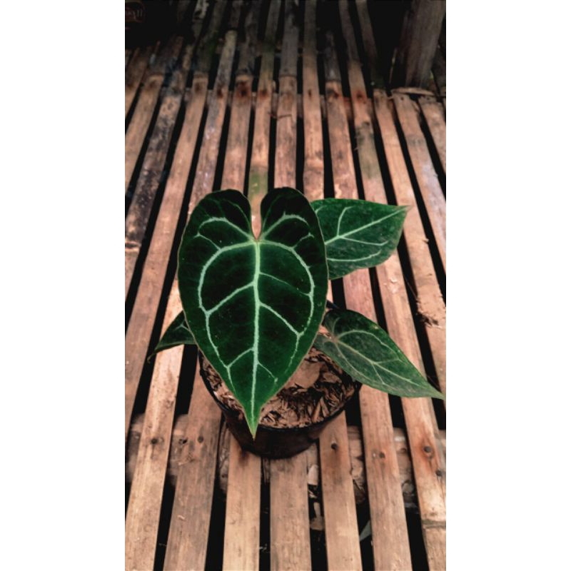 Kuping Gajah Forgeti red spider Hybrid