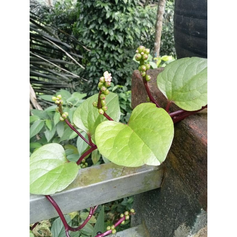 

Daun Binahong merah 100 gr
