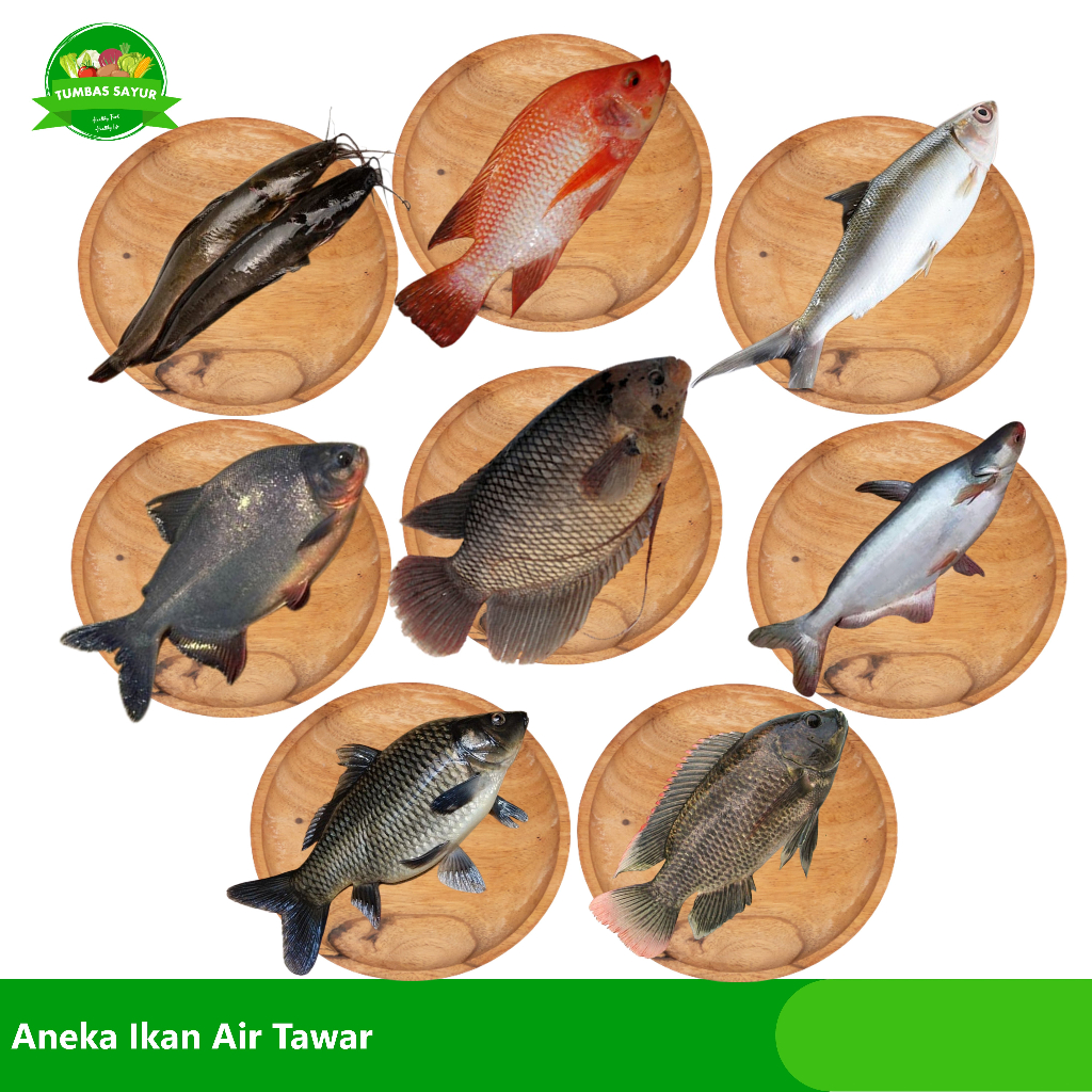 

Aneka Ikan Air Tawar: NIla Merah | Lele | Gurame | Bawal Merah | Ikan Mas | Mujaer | Patin | Bandeng