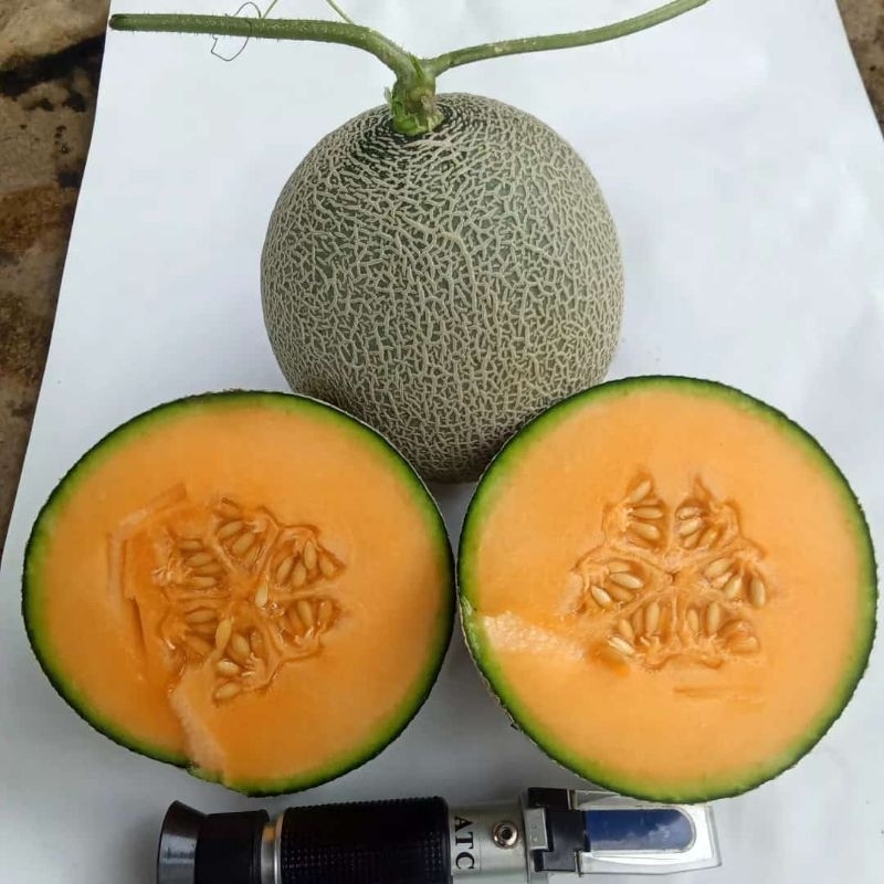 

melon red aroma premium