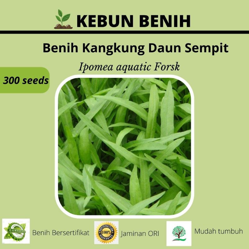Benih Kangkung Daun Sempit