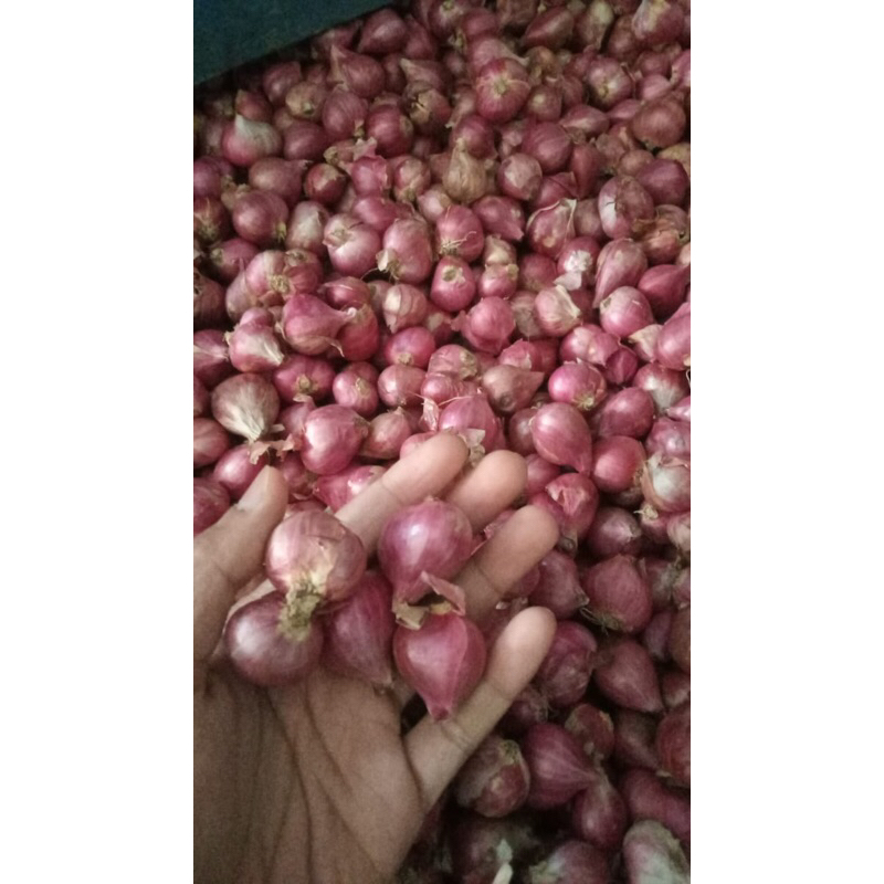 

Bawang merah Besar