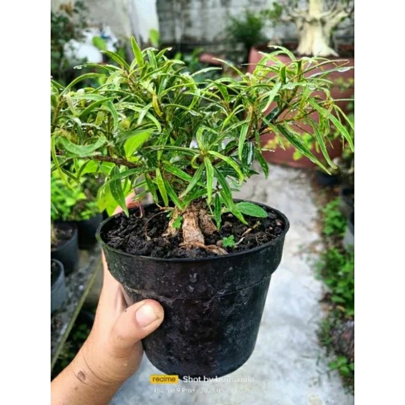 ficus California