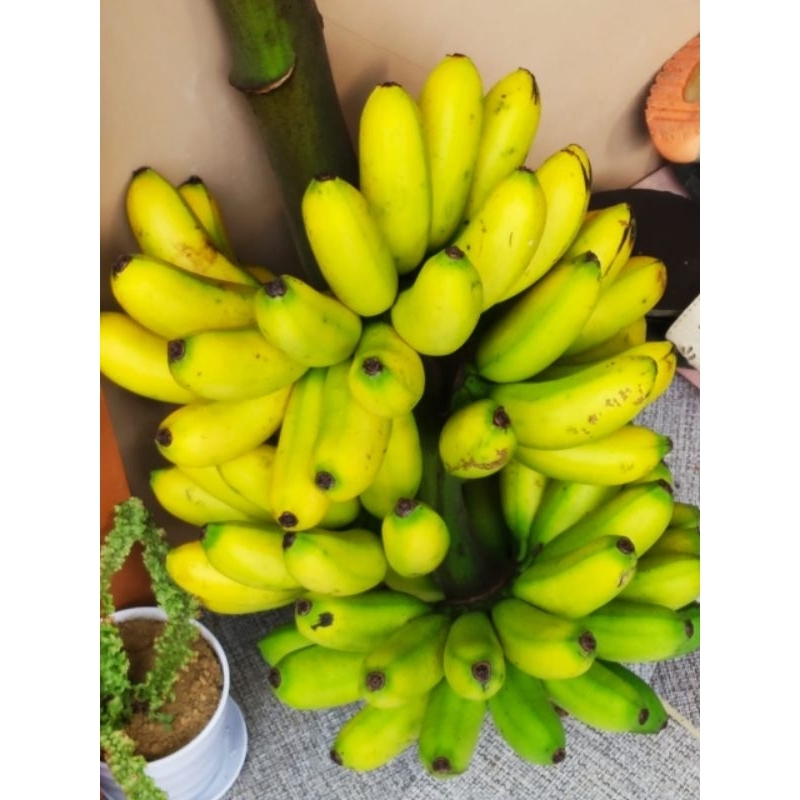 

Pisang Mas Rasa Manis Satu Sisir Berat 1Kg Sampai 1.2Kg Sudah Tua Di pohon Berisi