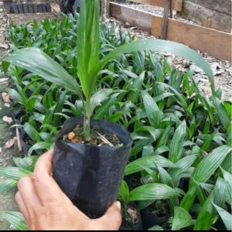 polybag 15 x 20 isi 50 lembar/polybag/sawit/pembibitan