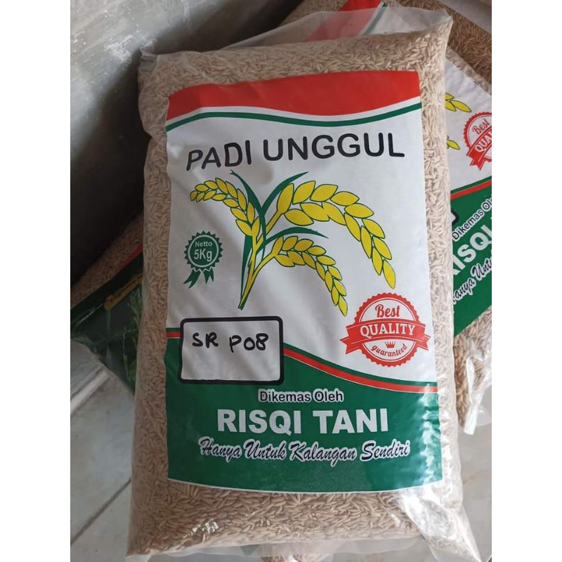 PADI SR P08 (PADI SUPER GENJAH 65-70HST PANEN)