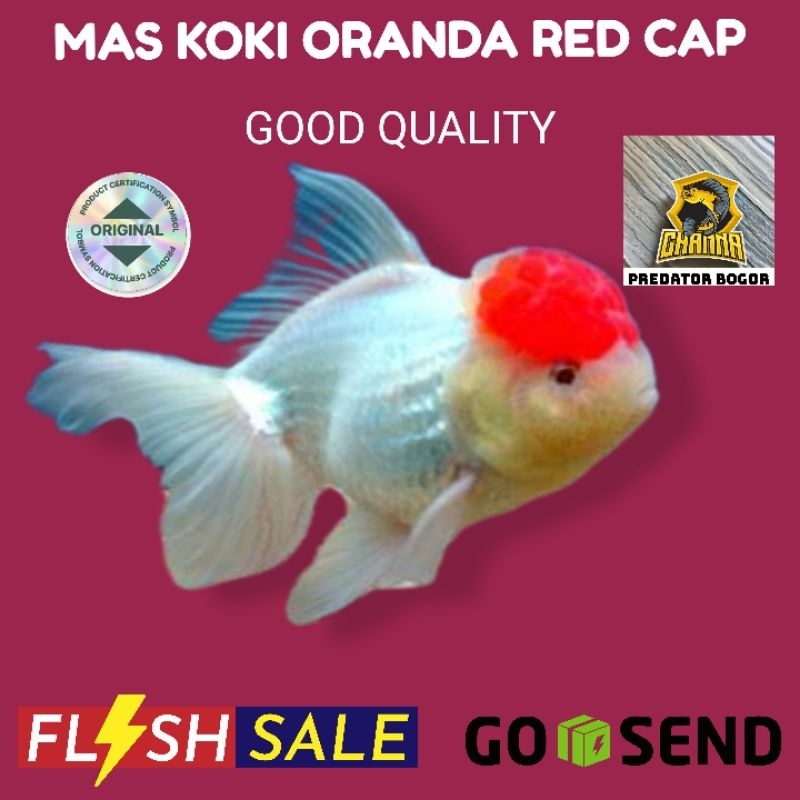 ikan mas koki Oranda red cup/red cap size 10-12cm jumbo hiasan aquarium kualitas sesuai foto produk