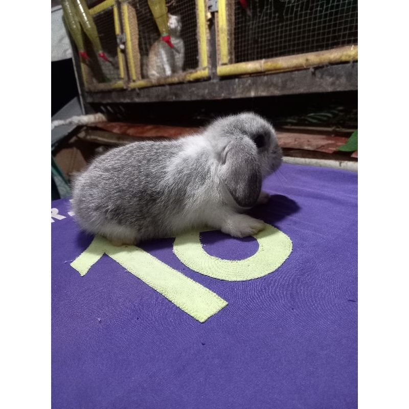 Kelinci hias Holland Lop (HL) kelinci Belanda kuping turun anakan jantan 2.