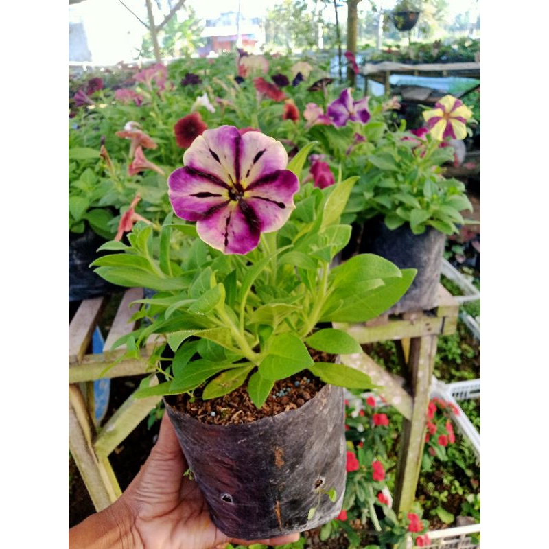 Petunia Batik Dawet Ireng