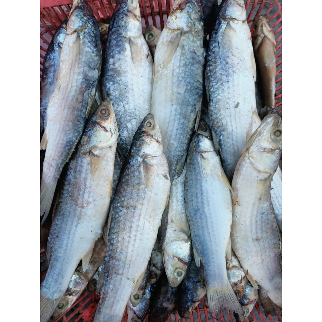 

Ikan Asin Belanak / Padhet BESAR