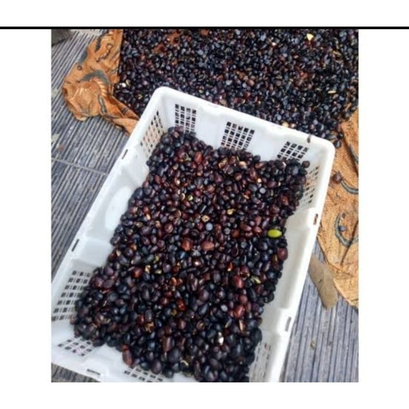 Jolang Jaling Buah Kabau 1 kg
