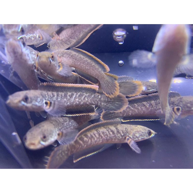 partai limbata lawu cb 5-6cm rim tebal ( 10ekor )