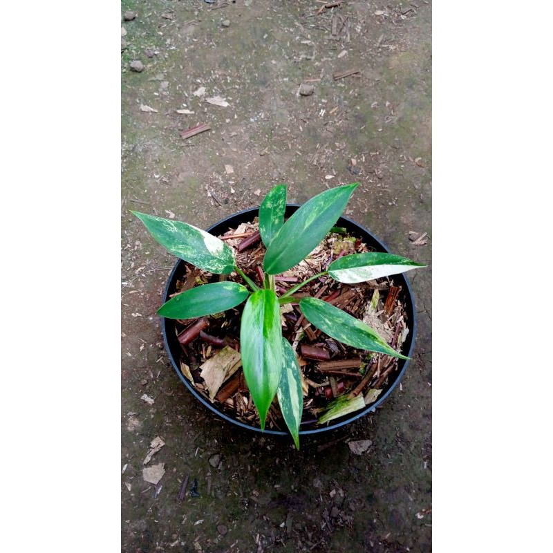 Philodendron Domesticum Variegata