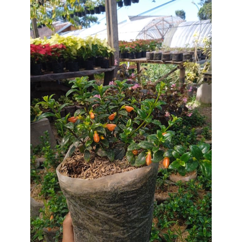 tanaman hias lipstik orange tanaman hias gantung