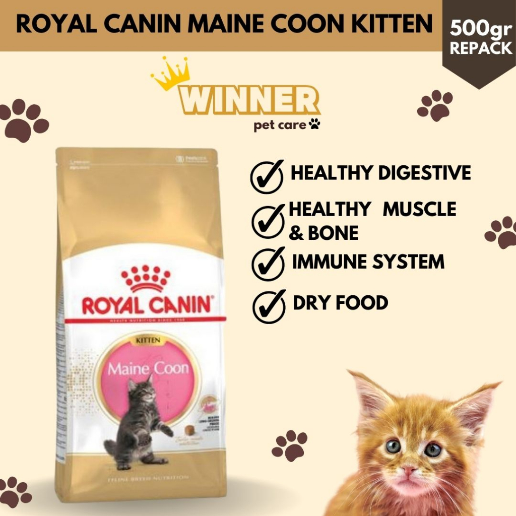 Royal Canin Maine Coon Kitten Cat Food Repack 500gr
