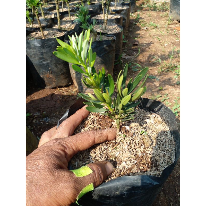 bibit lohansung blue cincuan ori