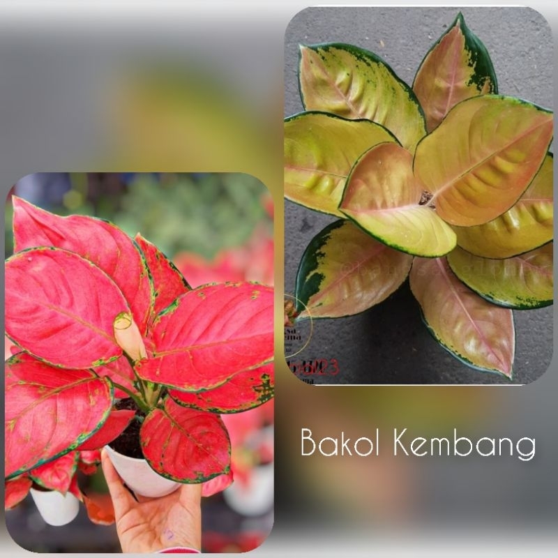 Paket Aglonema 2 jenis sultan dan anjamani