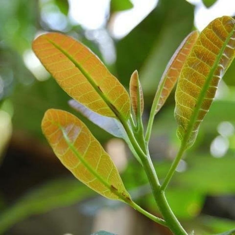 

DAUN JAMBU MONYET MUDA