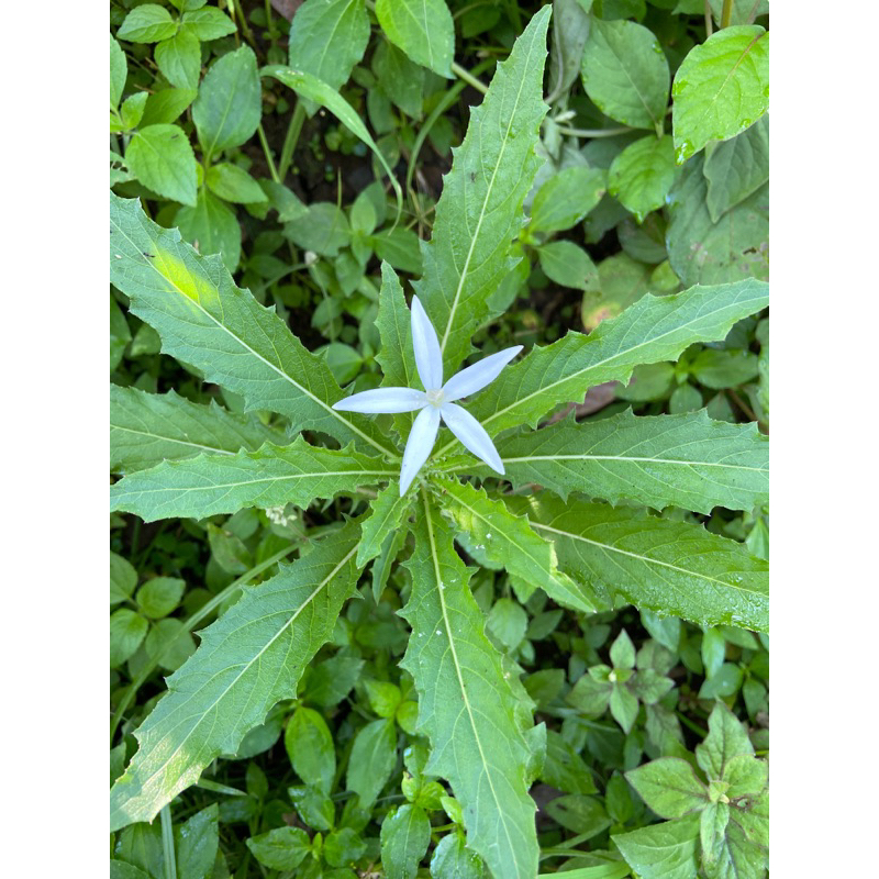 

Daun kitolod daun kitolo segar 1 kg petik langsung-az