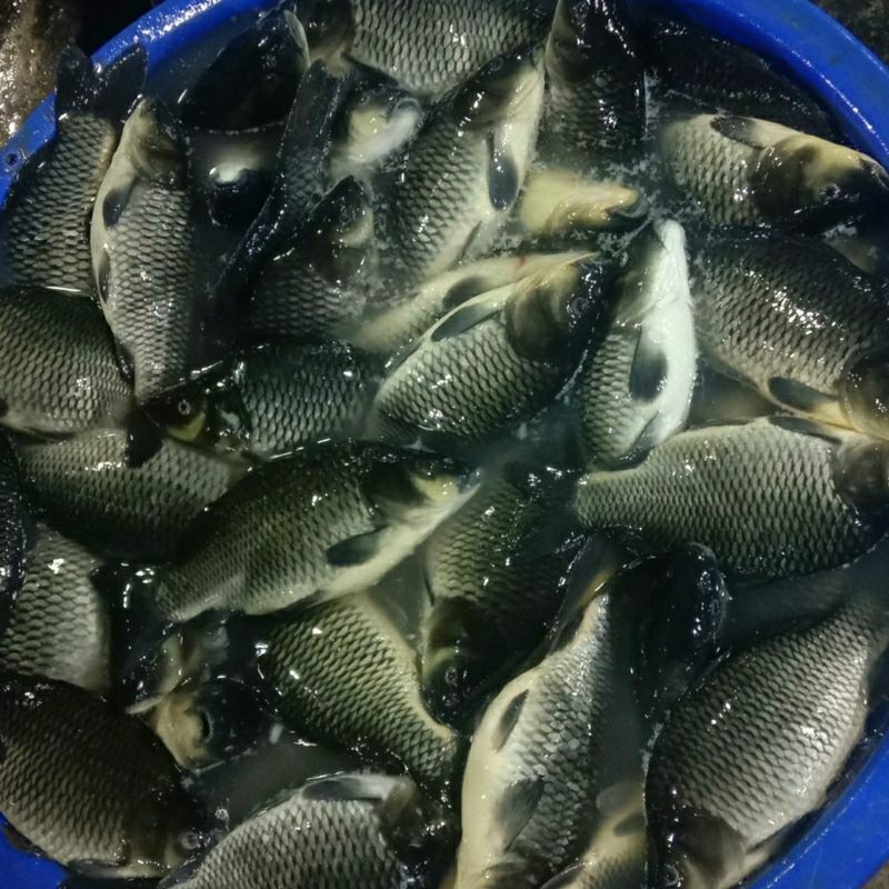 

ikan mas segar konsumsi 1 kg