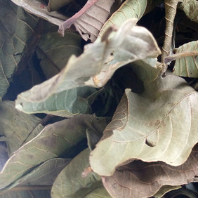 

TERMURAH DAUN JAMBU KERING/GUAVA HERBAL 100 GRAM