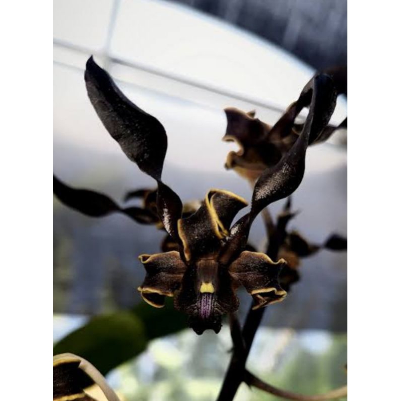 Dendrobium Remaja Mutiara Papua Hitam